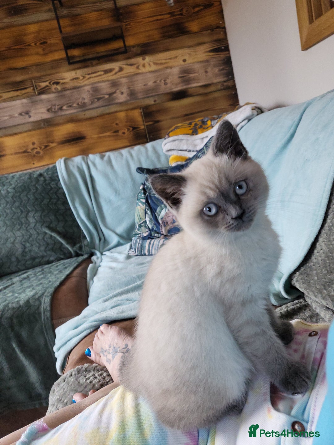 British Shorthair cats for sale: BSH FEMALE KITTEN - Image 9