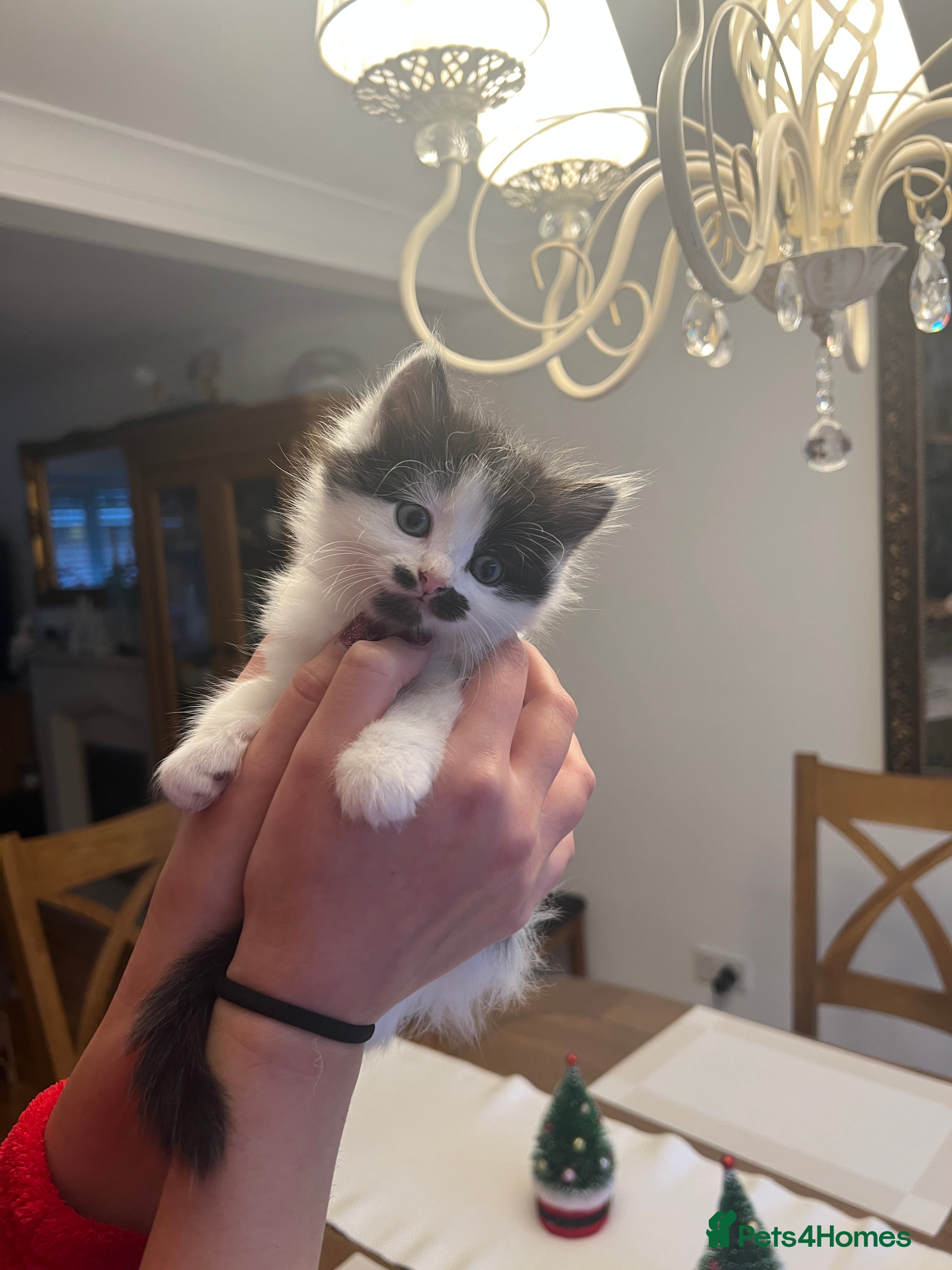 Mixed Breed cats Fluffy playful female kittens for sale - Advert 1