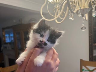 Mixed Breed cats Fluffy playful female kittens for sale - Advert 1