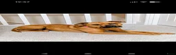 Mixed Breed dogs for sale: Staffy cross Mastiff bitch  in Accrington - Advert 2