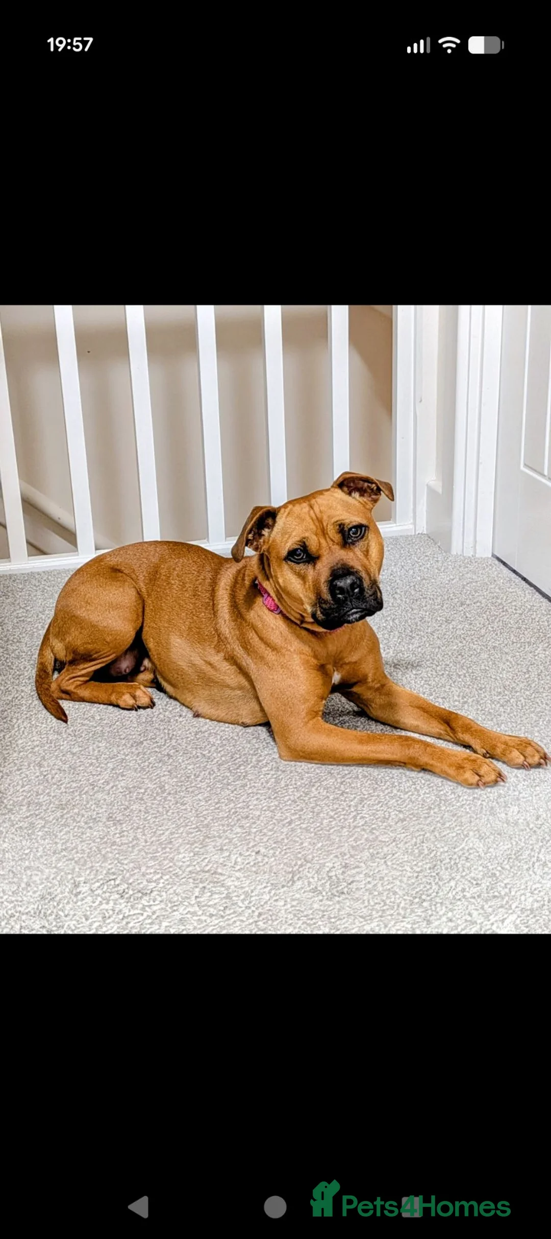 Mixed Breed dogs for sale: Staffy cross Mastiff bitch  in Accrington - Advert 2