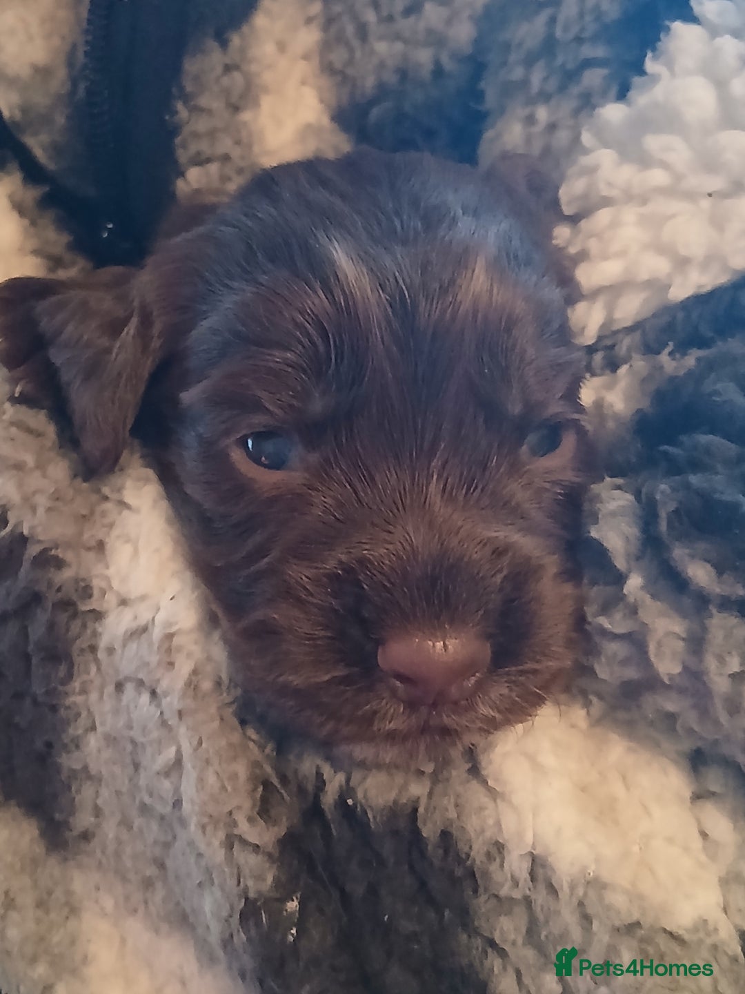 Cocker Spaniel dogs for sale: Cocker Spaniels - Image 8