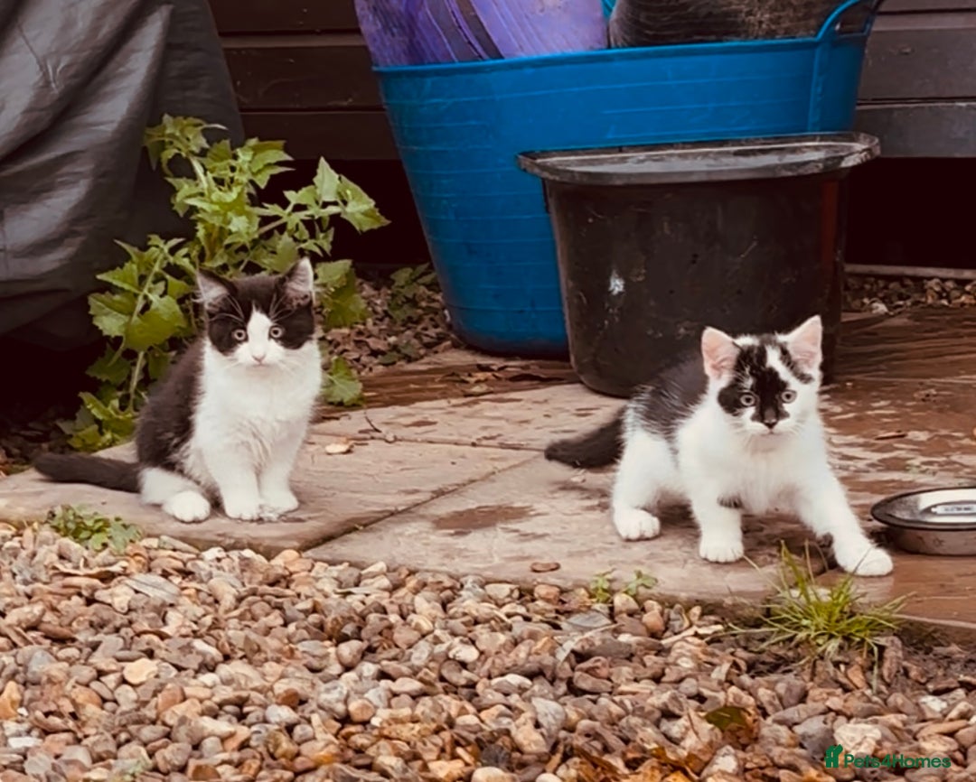 Domestic Shorthair cats for sale:  Beautiful litter mixed colours  - Image 3