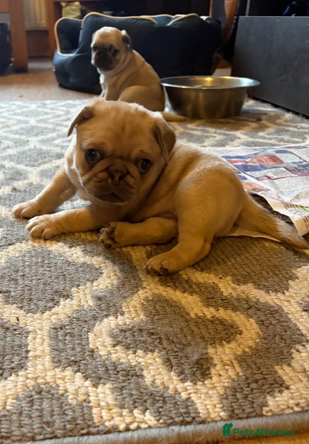 Pug dogs for sale: Stunning Pug Puppies - Advert 4