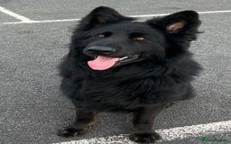 German Shepherd dogs for stud: Old-fashioned type German Shephed Stud Boy  - Image 3
