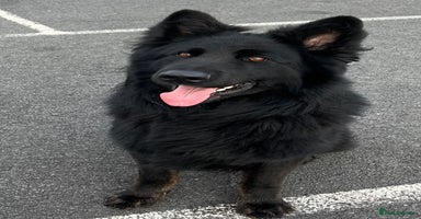 German Shepherd dogs - Advert 5