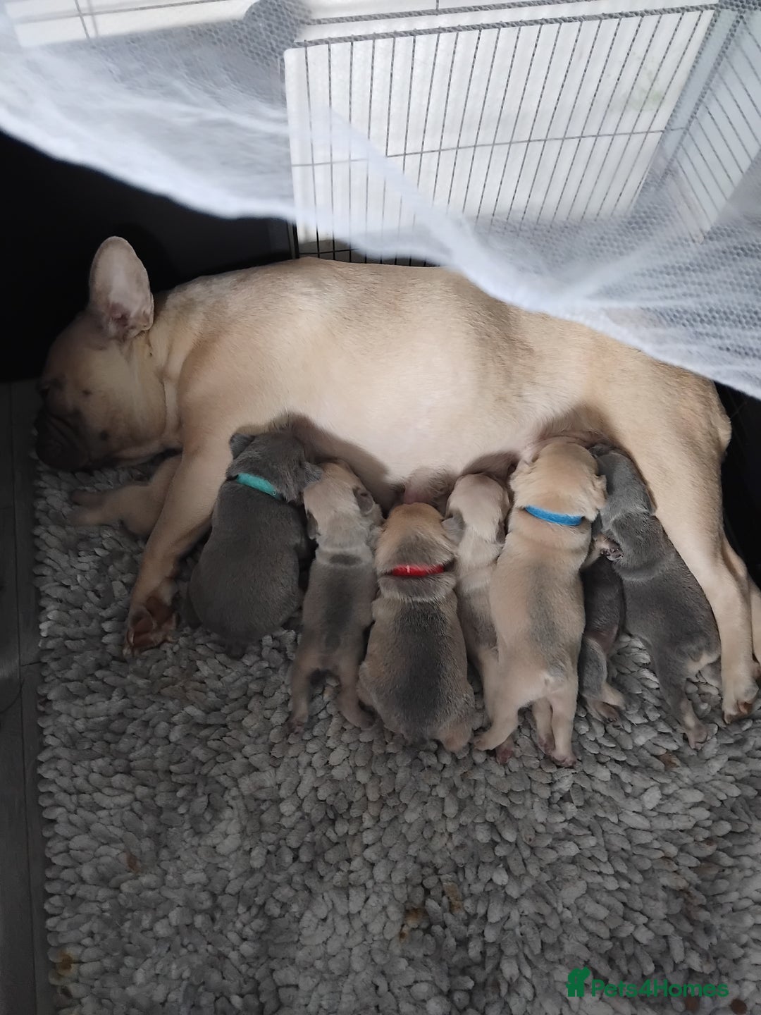 French Bulldog dogs for sale: Beautiful chunky French Bulldogs - Image 14
