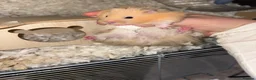 Hamster rodents for sale: Hamster for rehoming - Advert 3