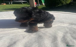 Cockapoo dogs for sale: Cockapoo Ready to leave now💕Only 1 boy left! - Image 24