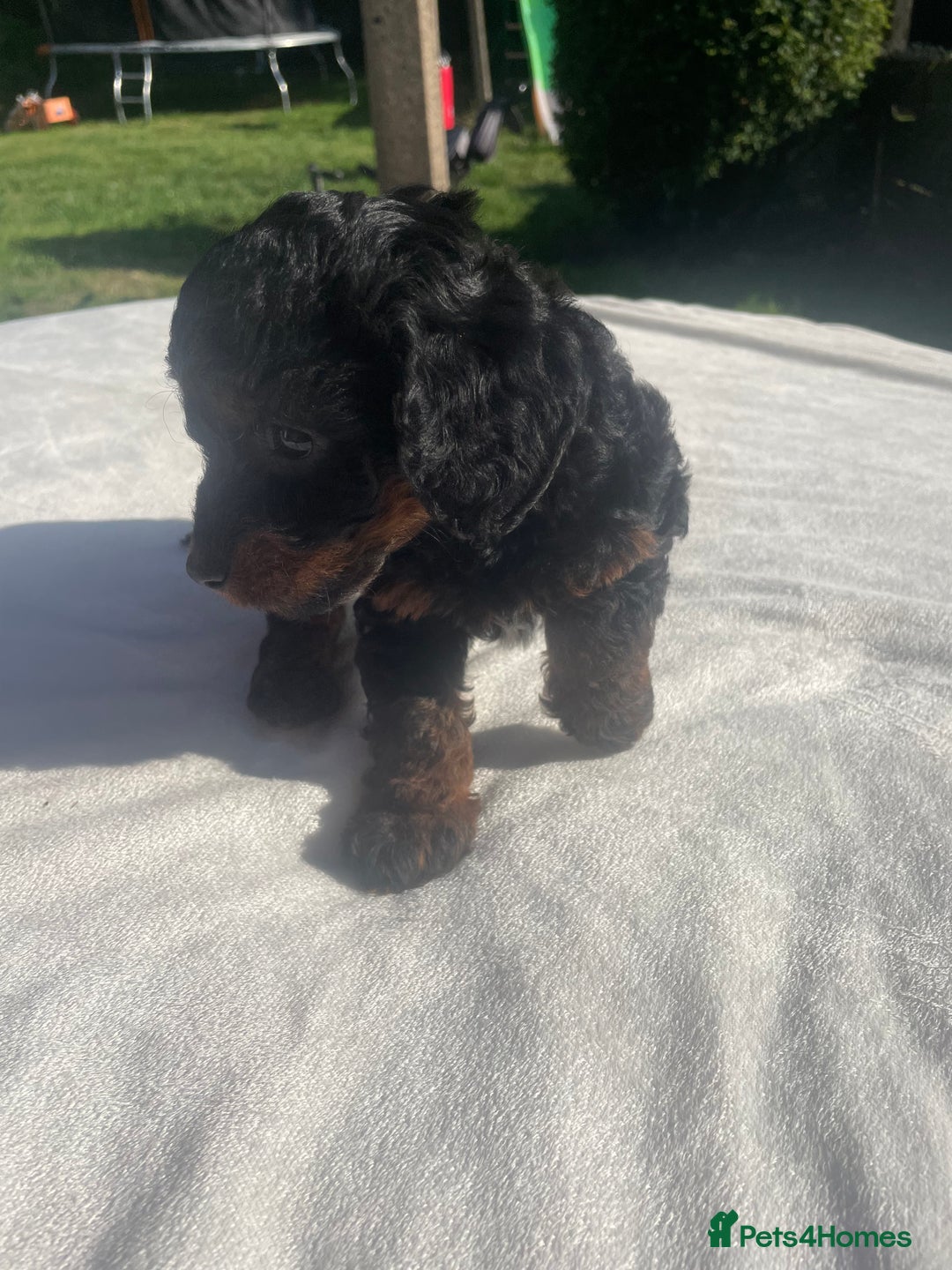 Cockapoo dogs for sale: Cockapoo Ready to leave now💕Only 1 boy left! - Image 24