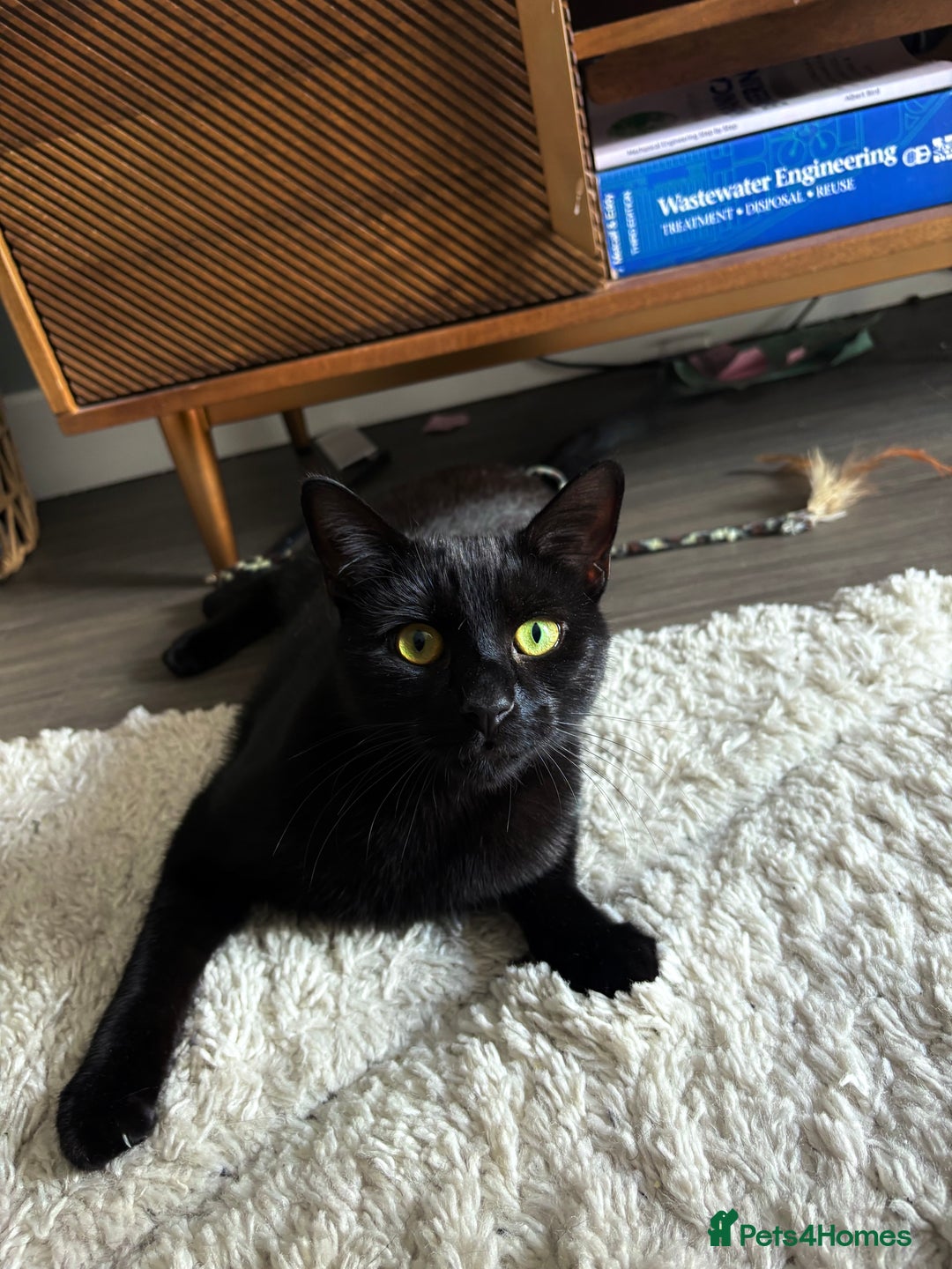 Bombay cats for sale: male cat 1 year old Bombay cross - Image 4