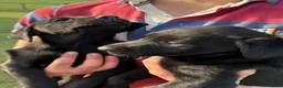 Labrador Retriever dogs for sale: Mr stephen jones in Aylesbury - Advert 7