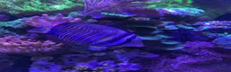 Goldfish fish for sale: reef marine fish tank  - Advert 27