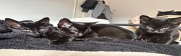 Mixed Breed cats for sale: rescue kittens for a loving home  - Advert 3