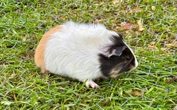 Guinea Pig rodents for sale: Baby Guinea Pigs for sale  - Image 5
