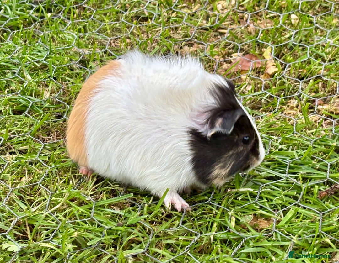 Guinea Pig rodents for sale: Baby Guinea Pigs for sale  - Image 5
