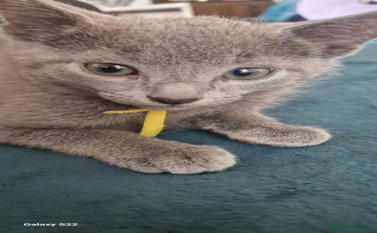Russian Blue cats - Advert 2