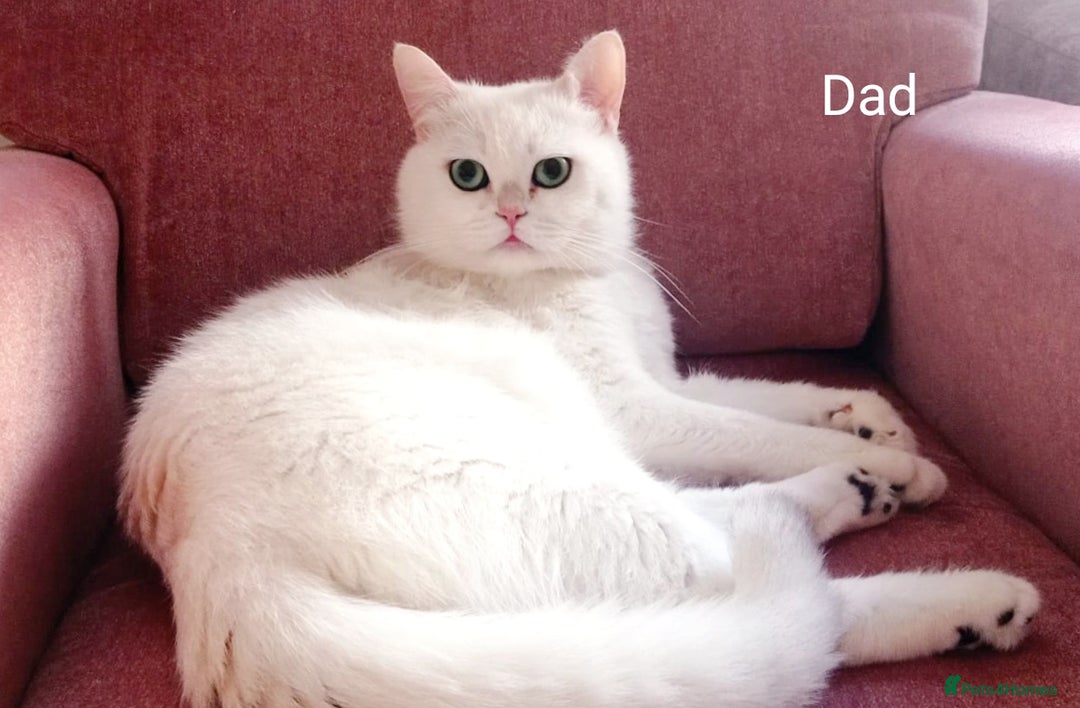 Mixed Breed cats for sale: British shorthair &Ragdoll mix - Advert 3