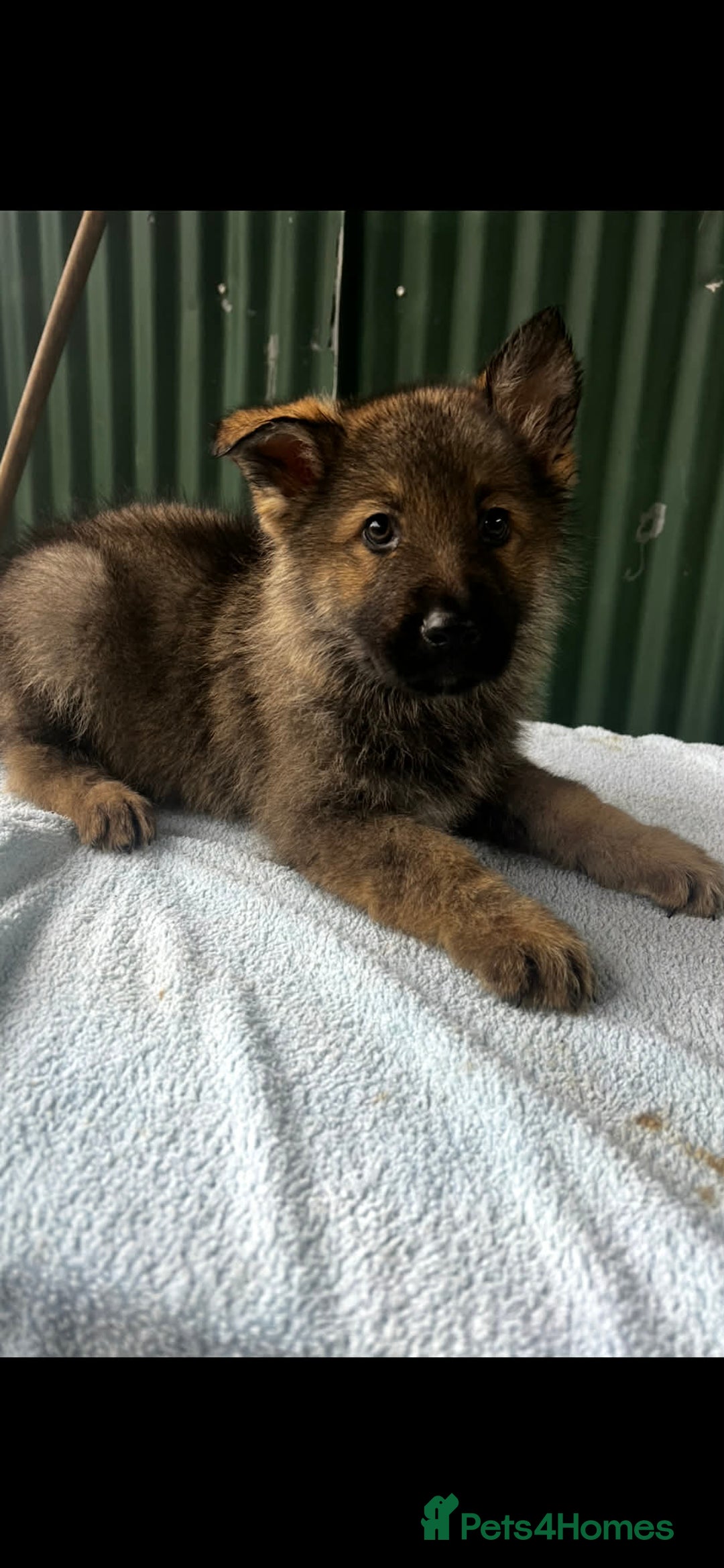 German Shepherd dogs for sale: German shepherd puppies  - Advert 9