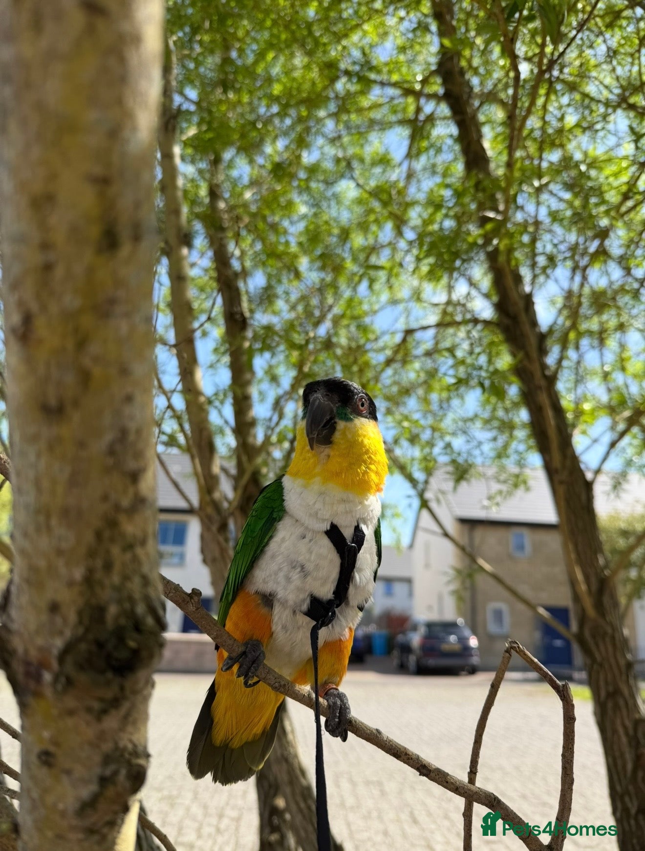 Parrots birds Caique parrot - Advert 2