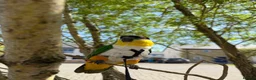 Parrots birds for sale: Caique parrot - Advert 1