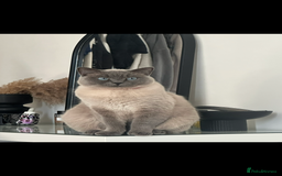 British Shorthair cats for sale: British shorthair x ragdoll - Image 9