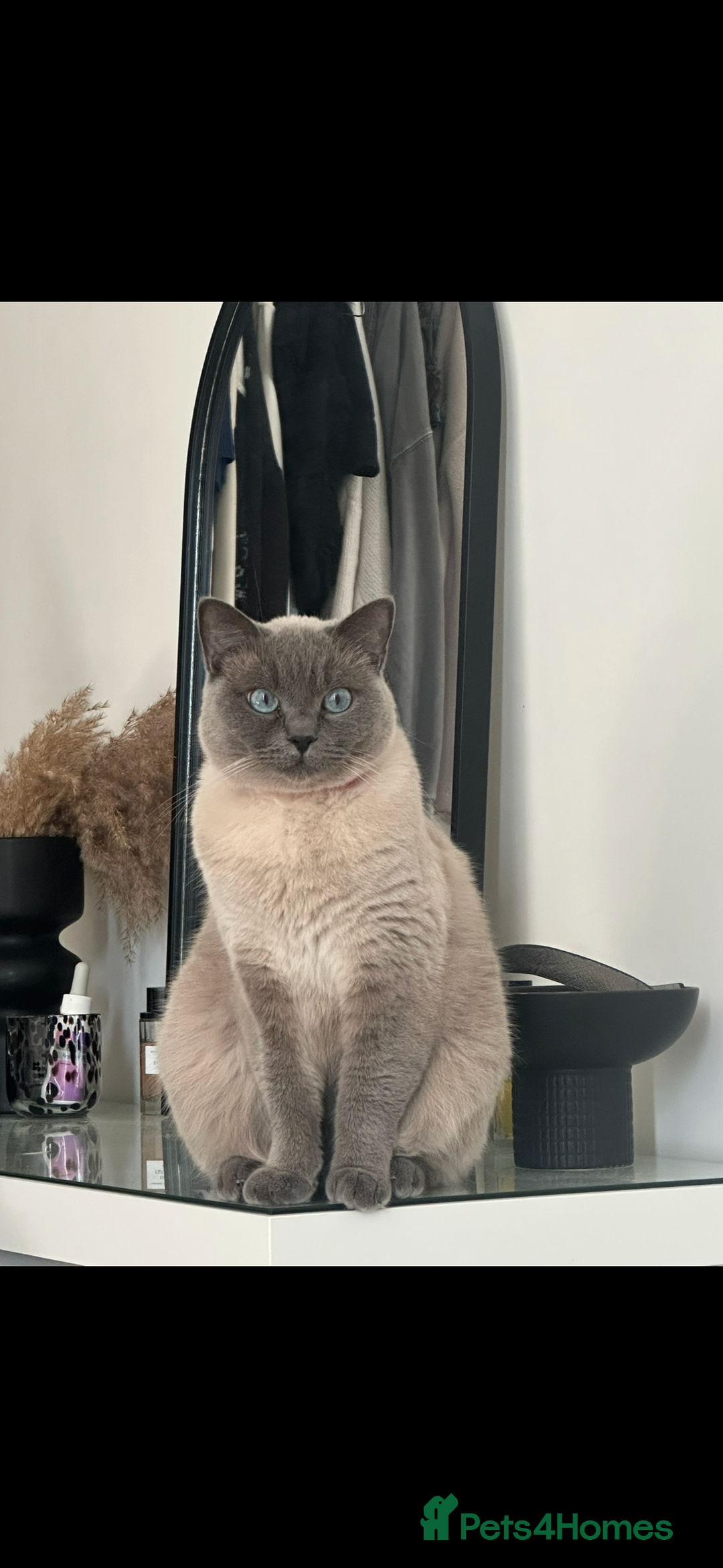 British Shorthair cats for sale: British shorthair x ragdoll - Image 9