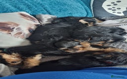 Yorkshire Terrier dogs for sale: Yorkshire Puppies for Sale  - Image 9