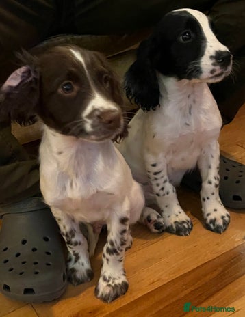 English Springer Spaniel dogs - Advert 1