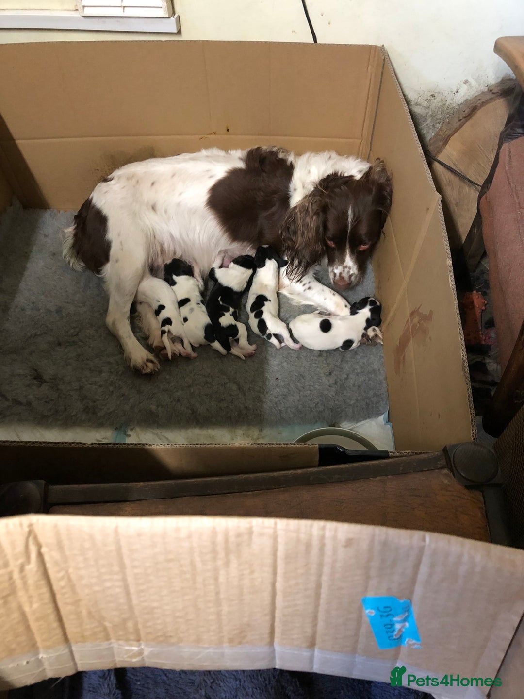 English Springer Spaniel dogs for sale: English Springer spaniel  - Advert 4