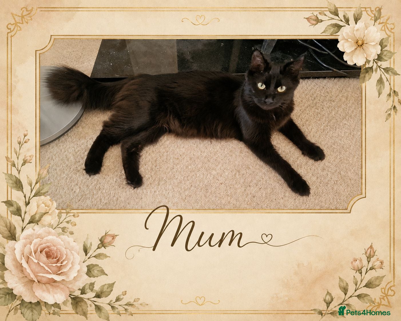 Mixed Breed cats 4 adorable kittens looking for a forever home - Advert 1