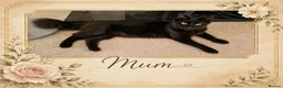 Mixed Breed cats for sale: 4 adorable kittens looking for a forever home - Advert 1