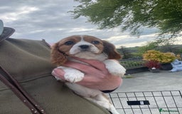 Cavalier King Charles Spaniel dogs for sale: King Charles cavalier puppies  - Image 6