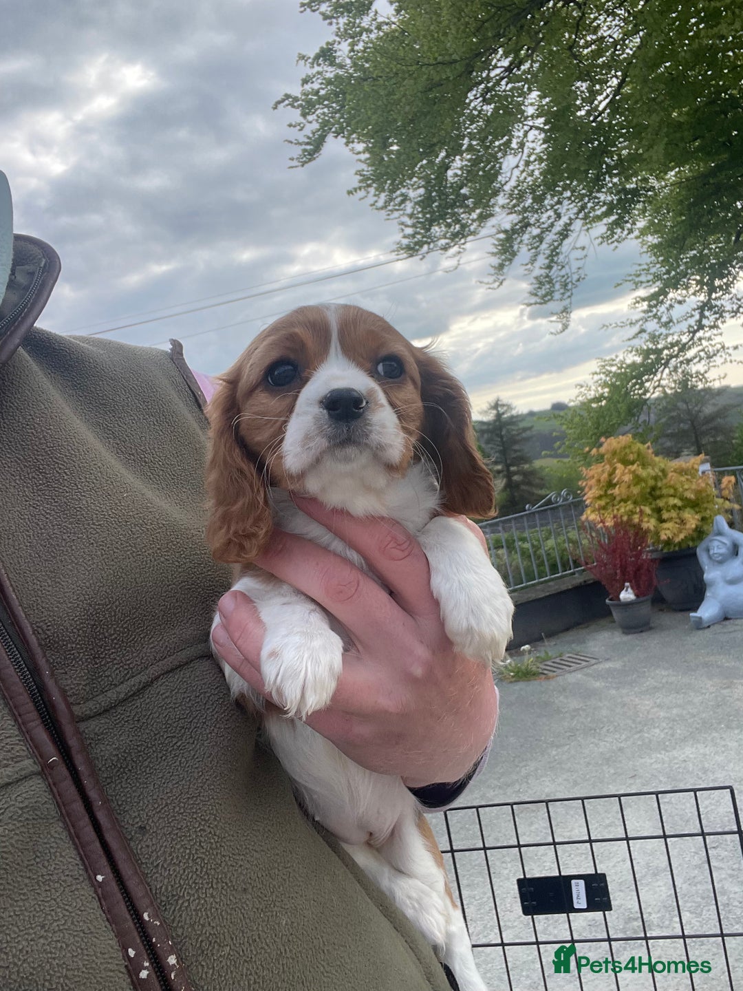 Cavalier King Charles Spaniel dogs for sale: King Charles cavalier puppies  - Image 6