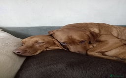 Labrador Retriever dogs for sale: Percy  - Image 2