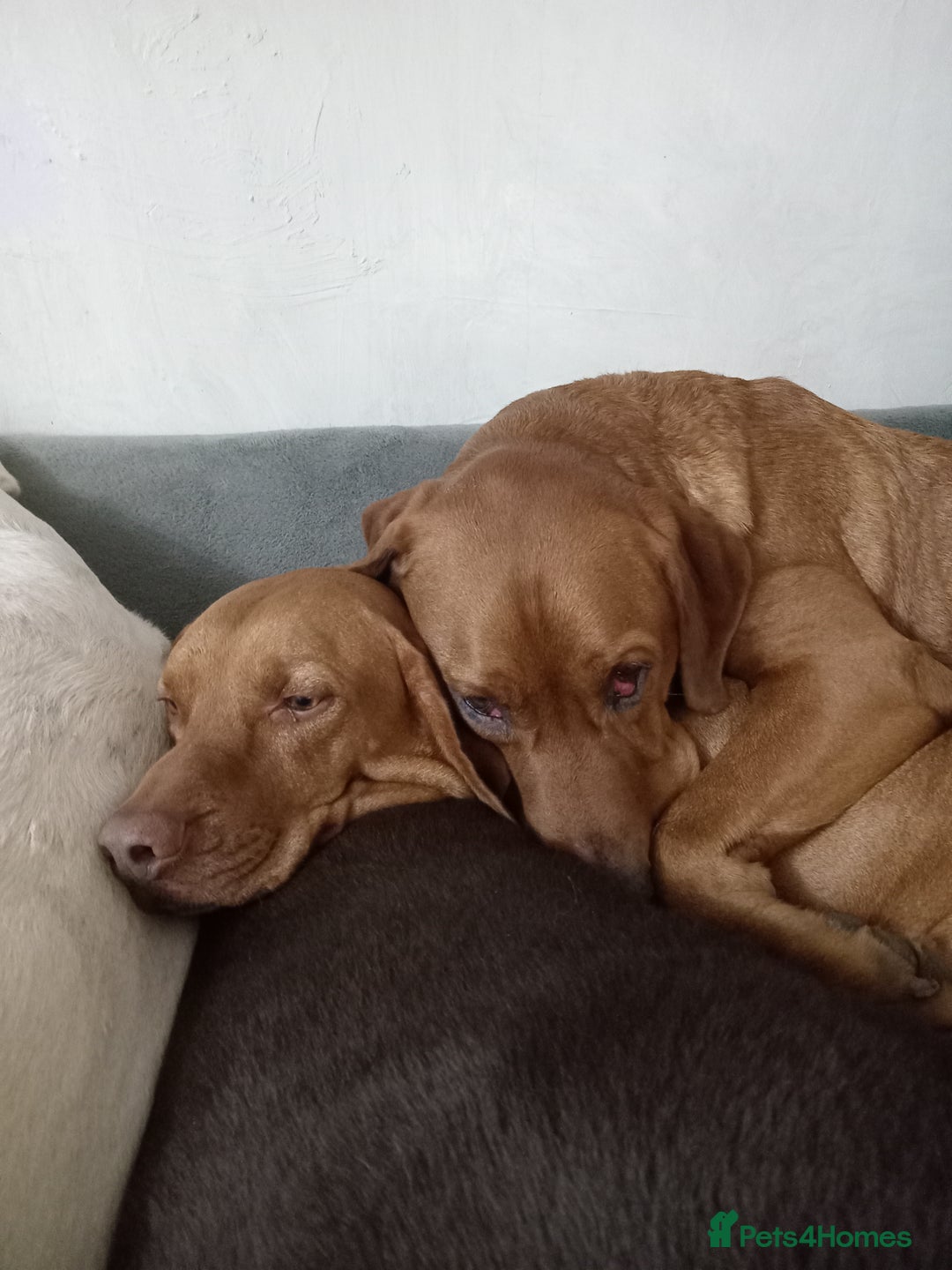 Labrador Retriever dogs for sale: Percy  - Image 2