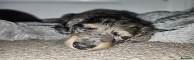 Miniature Dachshund 2