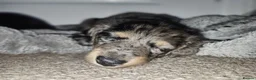 Miniature Dachshund dogs for sale: Beautiful Miniatures  - Advert 19
