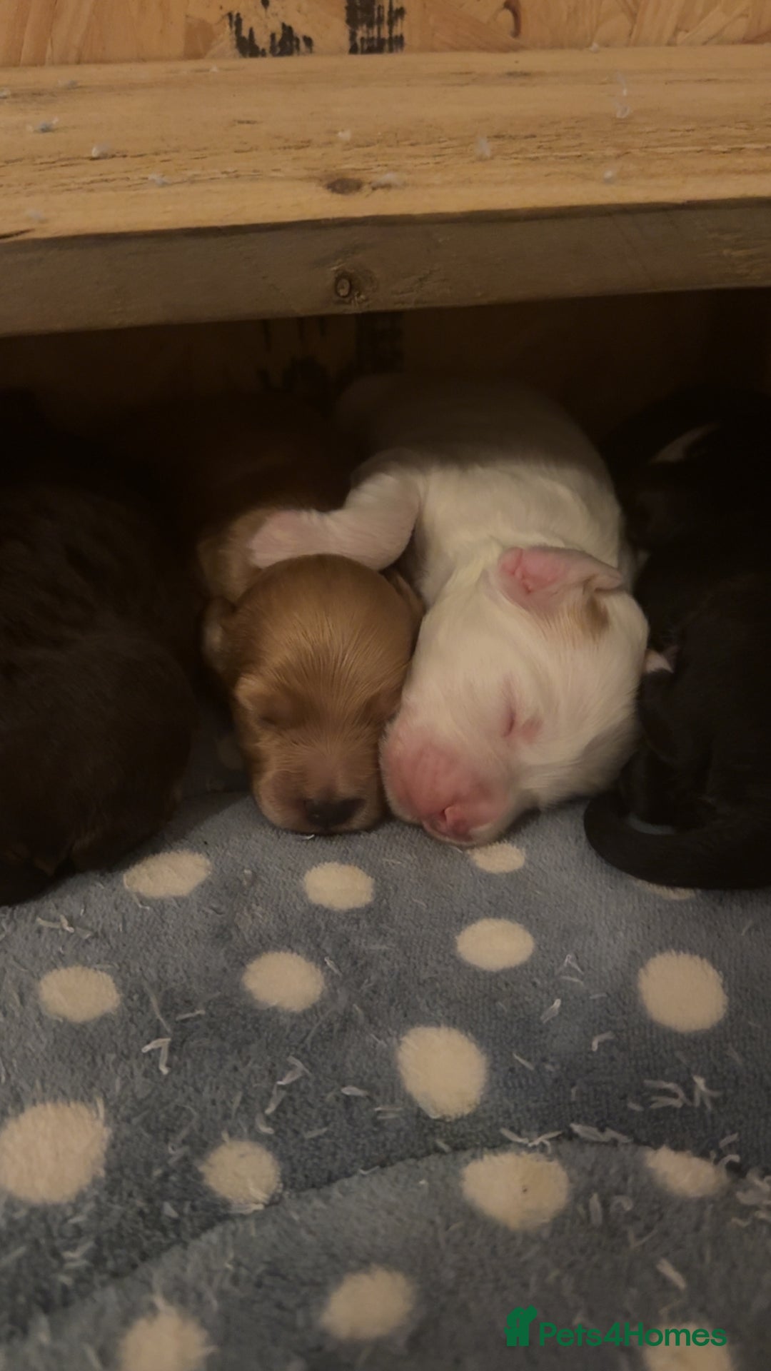 Cockapoo dogs for sale: Cockapoo pups  - Image 1