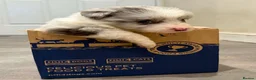 Border Collie dogs for sale: ​Border Collie Pups: Rare Slate Merle & B/W - Advert 30