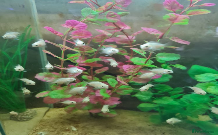 Cichlids fish - Advert 1