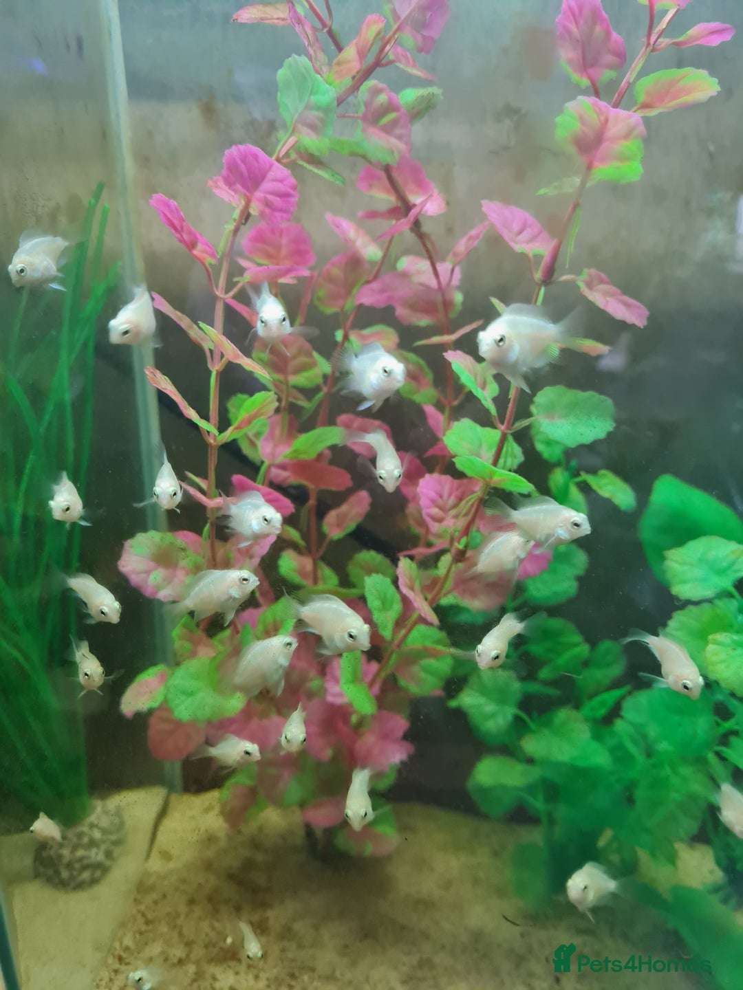 Cichlids fish for sale: Platinum polar parrot cichlids babies  - Image 1