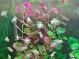 Cichlids fish Platinum polar parrot babies and true blues - Advert 16