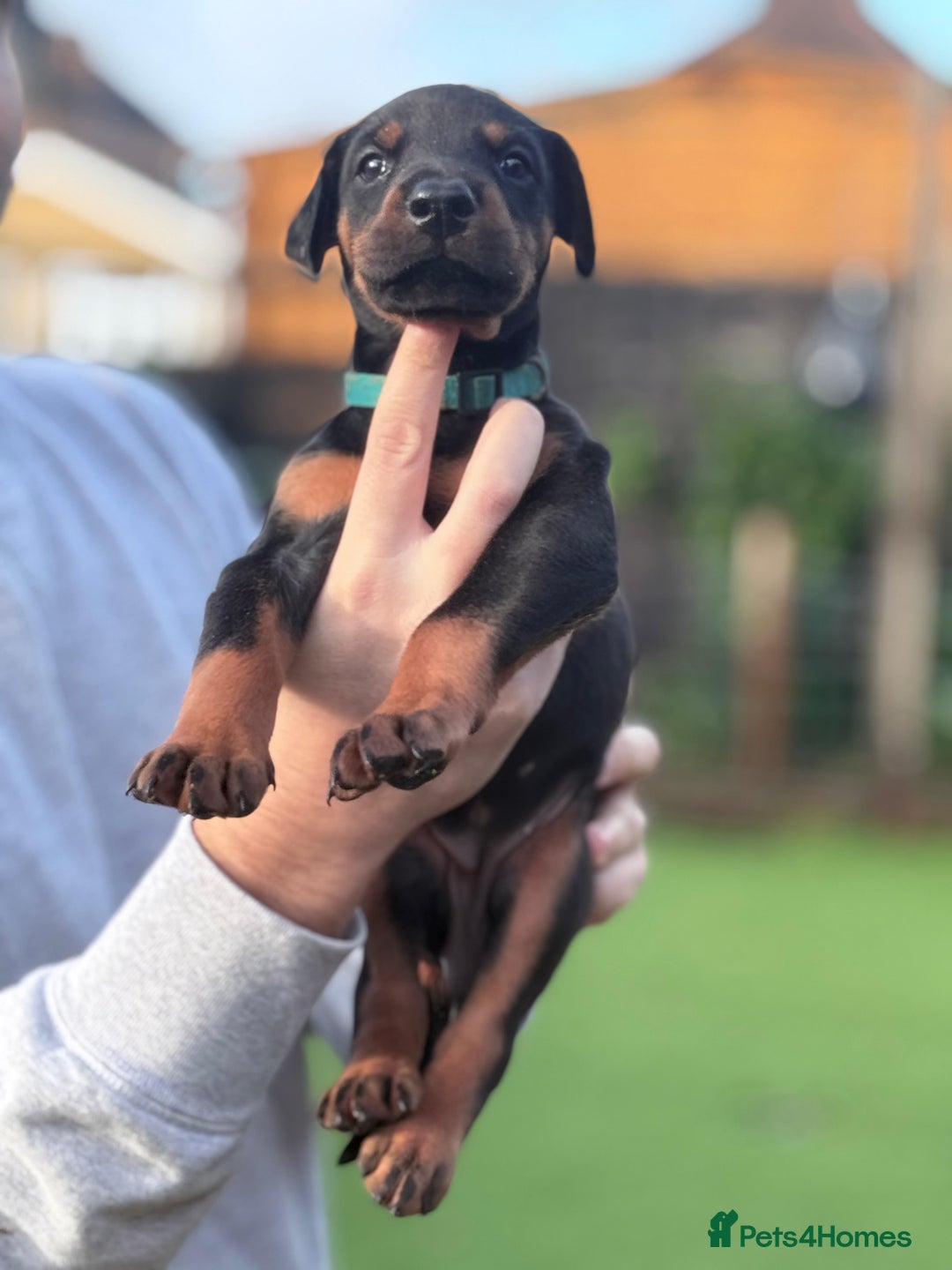 Dobermann dogs for sale: 🐾 Dobermann puppies/KC reg🐾 Top Pedigree - Advert 16