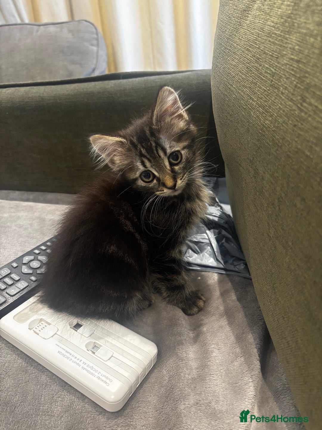 British Shorthair cats for sale: Charming British Shorthair-Siberian Mix kitten - Image 3