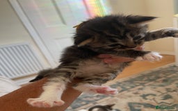 British Shorthair cats for sale: Gorgeous kittens - Image 6