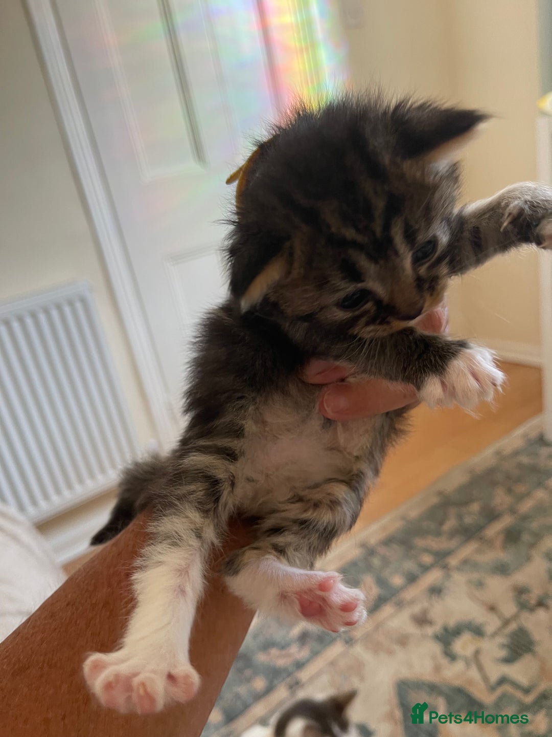 British Shorthair cats for sale: Gorgeous kittens - Image 6