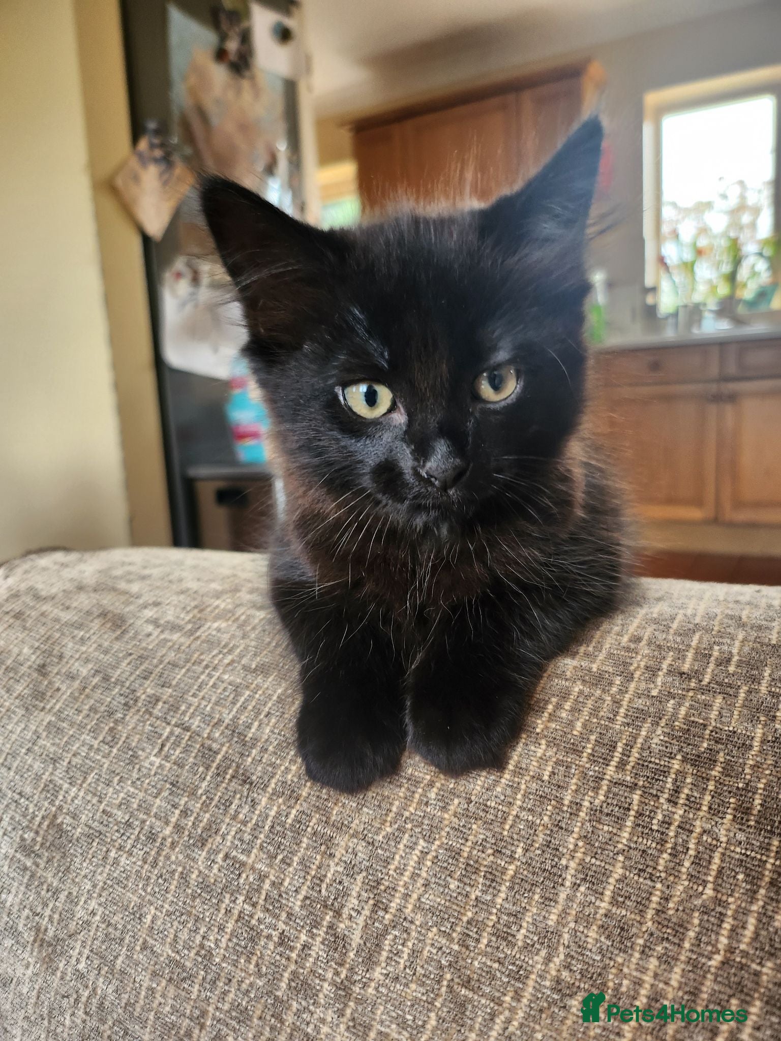 Mixed Breed cats 3 Beautiful Kittens for sale - Advert 10