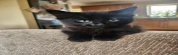 Mixed Breed cats for sale: 3 Beautiful Kittens for sale - Advert 5