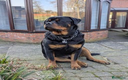 Rottweiler dogs for sale: Dexter, Rottweiler - Image 3